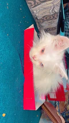 persian cat odd-eyed triple coat vaccinated