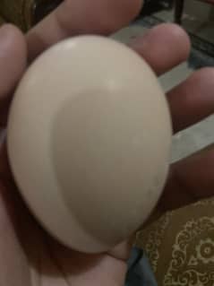 Peackock eggs