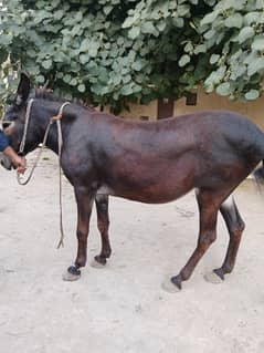 donkey 03474122892