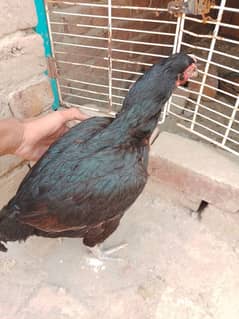 aseel