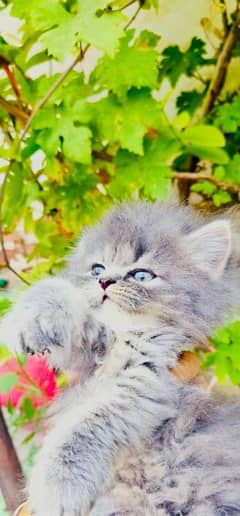 *Persian cat/punch face /triple coated male*