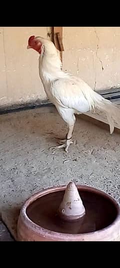 aseel hera beeder male for sale shok Wala log rabta karay
