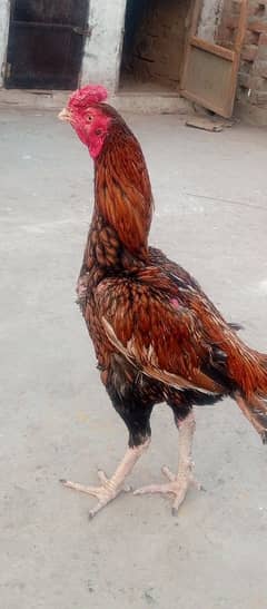 aseel