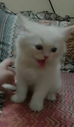 Double Coated Punch face Persian Kittens