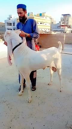 bakra
