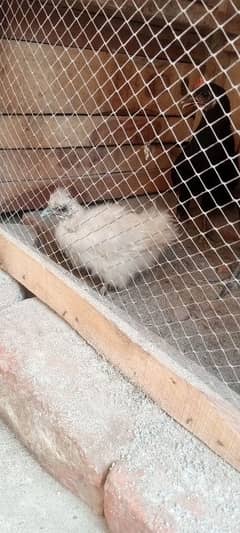 one chick silkie 1200rs