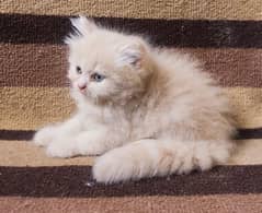 beautifull  fawan and white color double coat kittens