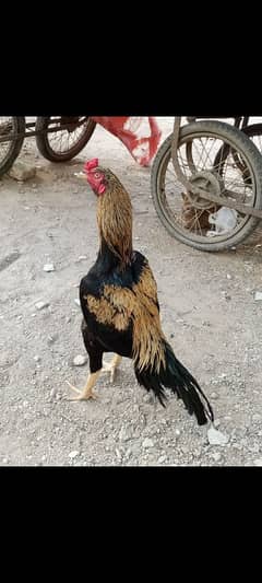 long height murga ha full active haa mazboot jor ka ha