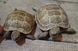 Tortoise & Turtle are looking for new shelter