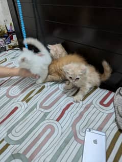Persian triple coated kittens