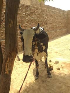 bull