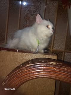persian