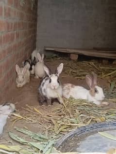 breeder Rabbits Available for sale Ready to Breed Pair available