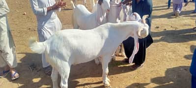 bakra