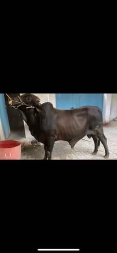 Cow for sale