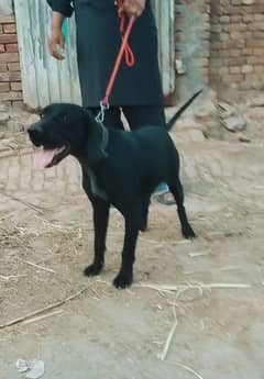 pointer female for sale