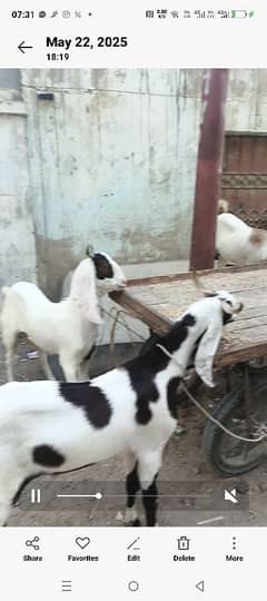 do daant khasi bakre