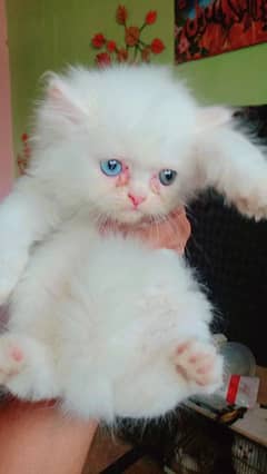 Persian cat kittens available