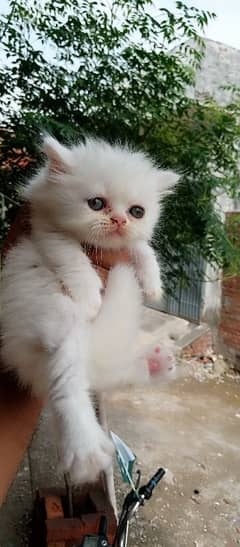 Persian cat kittens available