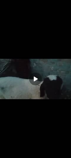 chatra qurbani