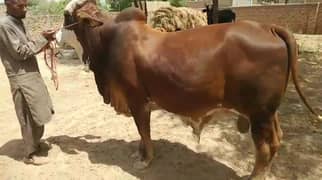 Basherda For sale