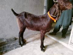 Qurbani 2025 Sale