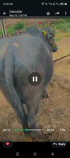 Khatta