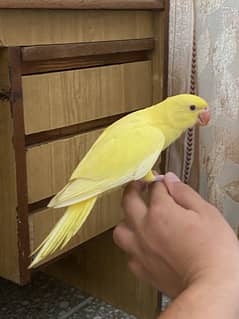 Yellow ringneck hand tamed male