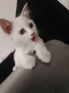 Cat For sale age 4 months  13000