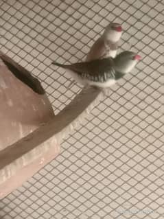 diamond finch opal albaino forn java