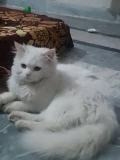 White Persian cat pet