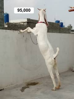 Gulabi bakri for sale | Goat for sale Qurbani 2025