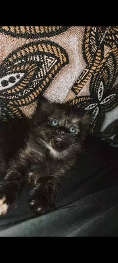 kittens