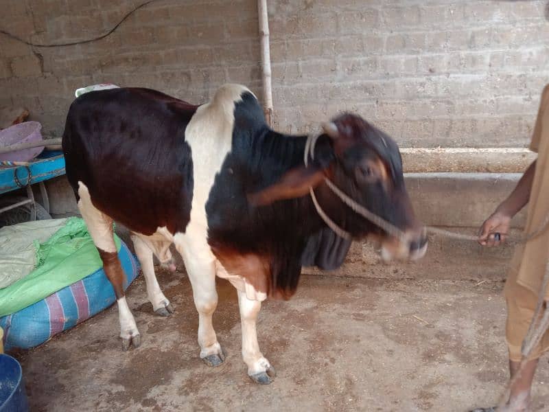 cow for sale 0