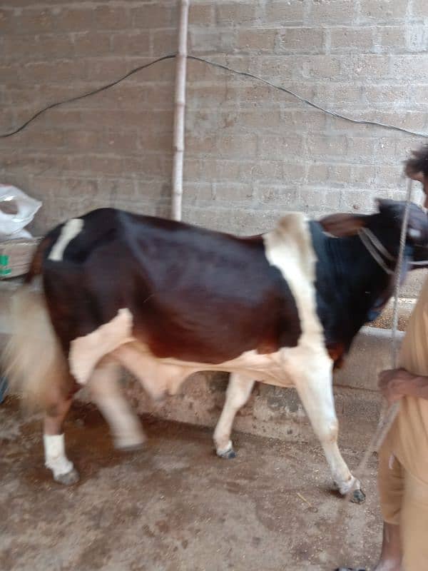 cow for sale 1