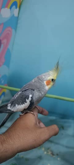 Handtame cocktail male for sale