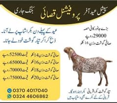 Qurbani