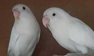 lovebirds breeder pair albino decino jambo size