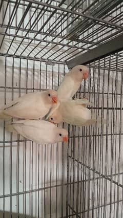 2 love bird breeder pair with 2 chicks