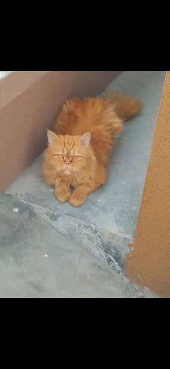 Punch Face Persian Male
