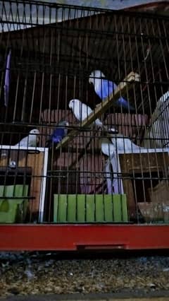 love birds