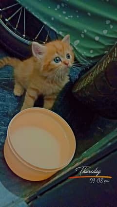Persian cat kittens