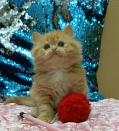 persian /triple coat/punch face/ male and female kittens