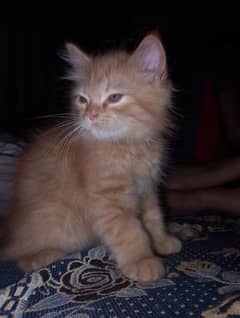 Male/Female Persian Cats