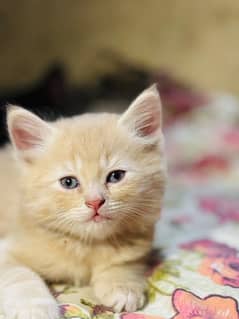 beautiful male cat