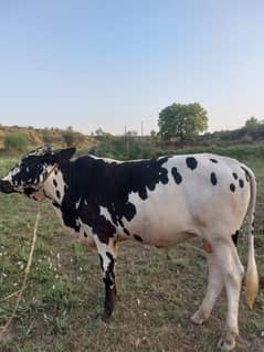 Cow for sale