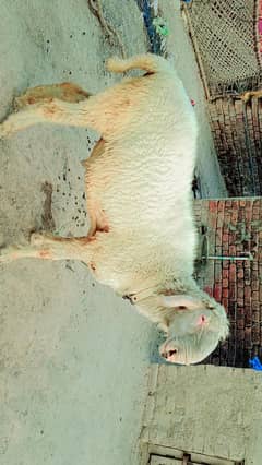 mundra