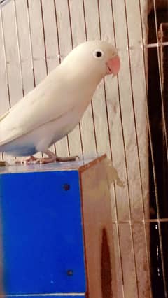 love birds albino