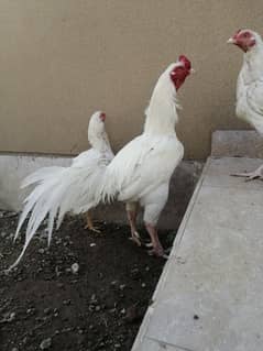 Heera aseel chicks heera hen
