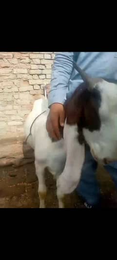 Qurbani Khassi 2 Dant Bakra Available for Sell
